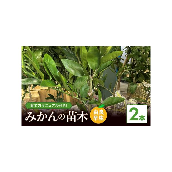 ■ 容量　規格・内容量　・苗木　由良早生2本[苗木1本あたり　高さ約90cm　横幅約20cm　重さ約5kgほど]　■ 配送について　2026年4月1日から4月30日頃順次発送予定　　タイプ：【常温】