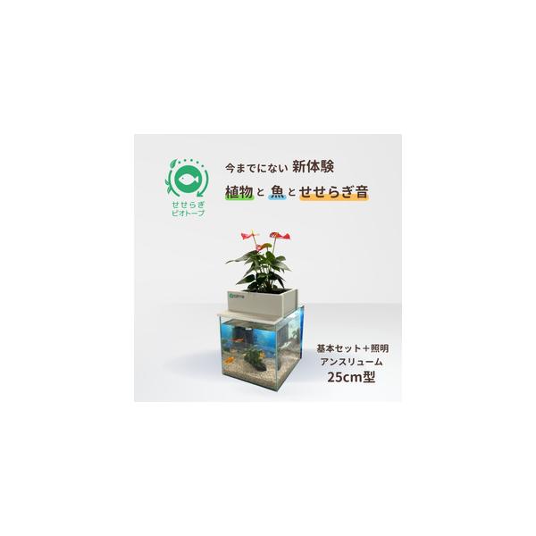■ 容量　A：ガラス水槽　1個　B：植物植付済ろ過装置(※植物はアンスリウム)1個　C：循環ポンプ　1個　D：バック照明（壁紙付き）　1個　　＜サイズ＞　全体サイズ：横25cm 奥行25cm 高さ約60cm（植物込）　（A：25cm角）　　...