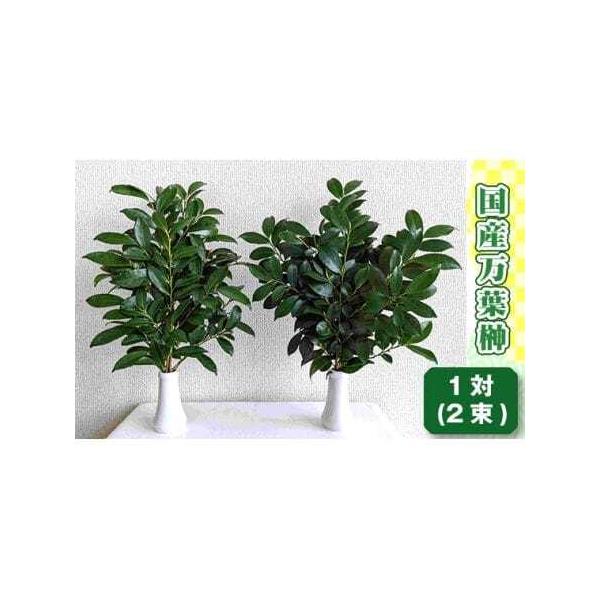 ■ 容量　【内容】　1対（2束）　1束　3本〜5本　高さ　約35cm　幅　　約15cm　　提供元：株式会社万葉ファーム■ 配送について　通年（入金確認から1〜2週間程度）　タイプ：【常温】