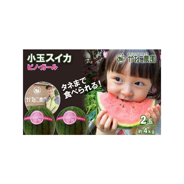 ■ 容量　有機小玉スイカ「ピノガール」2玉セット（1玉サイズ1.6〜2kg）　タイプ：【常温】