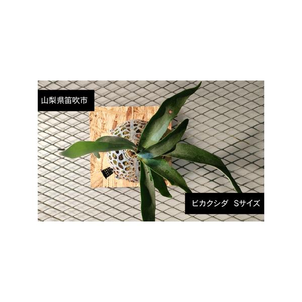 ■ 容量　ビカクシダ １個　Sサイズ　■ 配送について　発送期間：3月〜11月　12月〜2月にご寄附いただきましたら、3月からの発送となります。　タイプ：【常温】