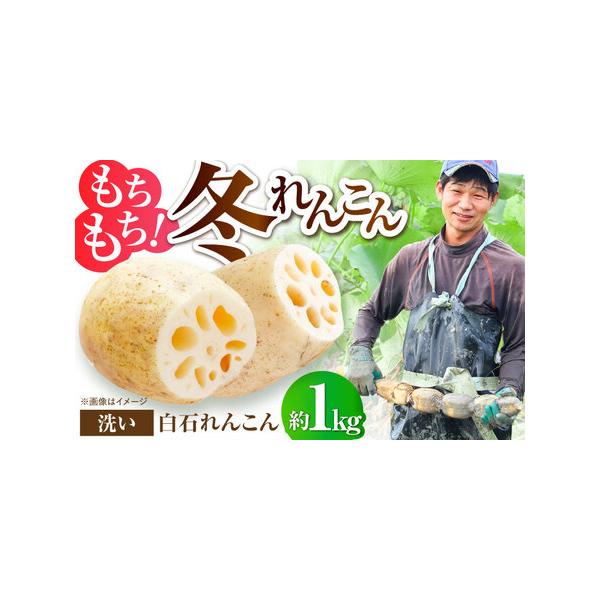 ■ 容量　洗いれんこん：約1kg（約4-8個）　【加工地】　佐賀県白石町　　タイプ：【常温】