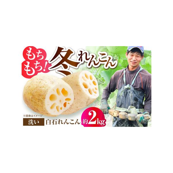 ■ 容量　洗いれんこん：約2kg（約8-16個）　【加工地】　佐賀県白石町　　タイプ：【常温】