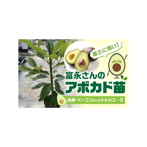 ■ 容量　●アボカド苗　品種：メキシコ―ラ または ベーコン　※品種はおまかせとなります。■ 配送について　ご入金確認から2週間〜2カ月程度　※以下の期間、地域は発送不可となりますのでご了承ください。発送可となった時点で速やかにお送りいたし...