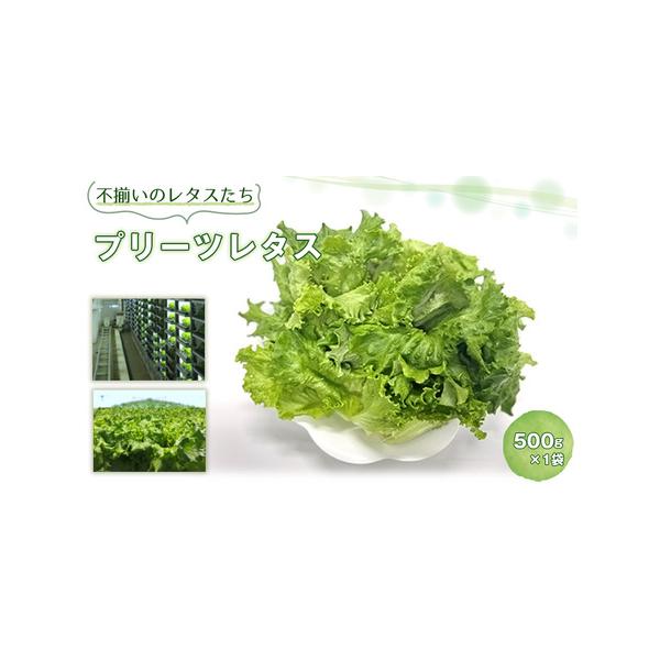 ■ 容量　【内容】　■お礼品の内容について　・プリーツレタス［500g×1袋］　原産地：千葉県芝山町　　■注意事項/その他　※到着後は冷蔵庫に入れて、お早めにお召し上がりください。　※離島につきましては、配送期間が数日かかるため、品質管理の...
