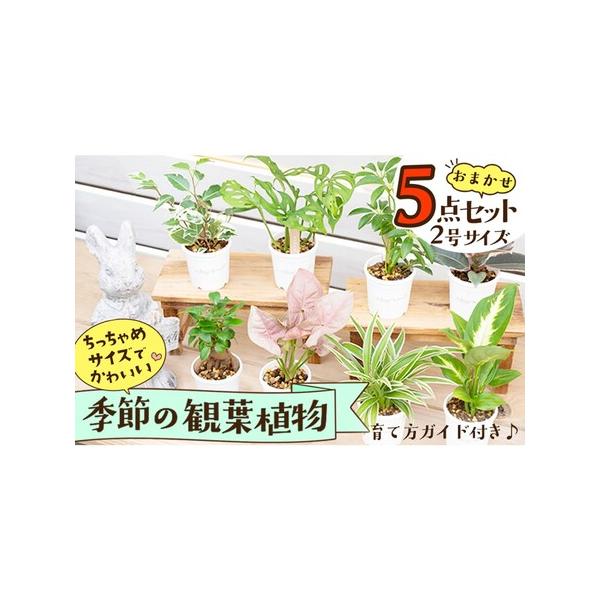 ■ 容量　季節の観葉植物　厳選5点　（2号鉢）■ 配送について　【配送可能期間】　14営業日以内に発送予定　　7月9日までのご寄附の場合は7月中に配送、　7月10日以降のご寄附の場合は9月以降に順次配送。　11月9日までのご寄附の場合は11...