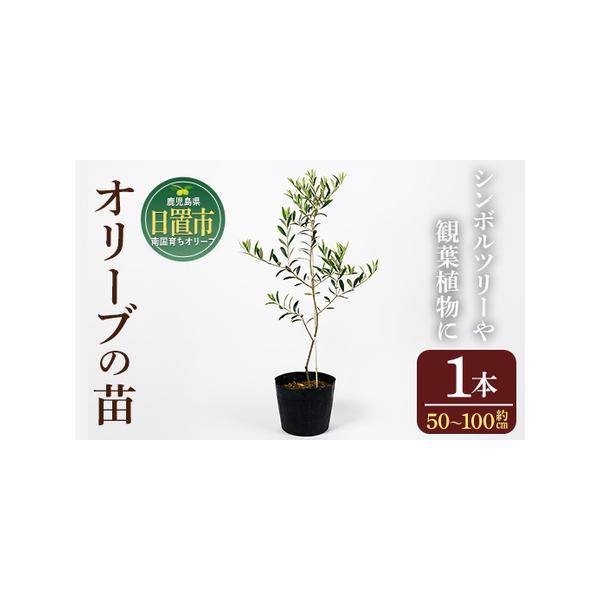 ■ 容量　オリーブの苗：1本　高さ50cm〜100cm（ポット含む）■ 配送について　入金確認後、2ヶ月以内の発送　※配送日時の指定は出来かねますので、ご了承くださいませ。　※年末年始(11月〜1月頃)のご寄附については、表記の納期よりお届...