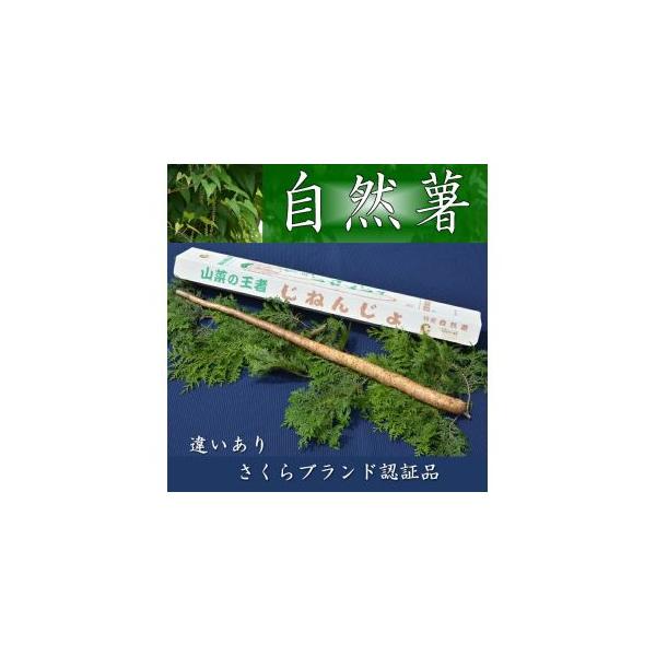 ■ 容量　自然薯1本　500g以上と季節の野菜ほんのちょっと■ 配送について　2025年11月下旬頃より順次発送　以降は15日以内に発送いたします　　※3月から11月の期間は冷蔵　タイプ：【常温】【冷蔵】