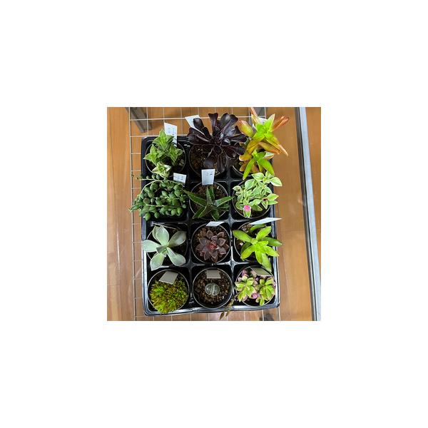 ふるさと納税 おまかせ多肉植物詰め合わせ（12種）（B1046-1） 和歌山県有田市