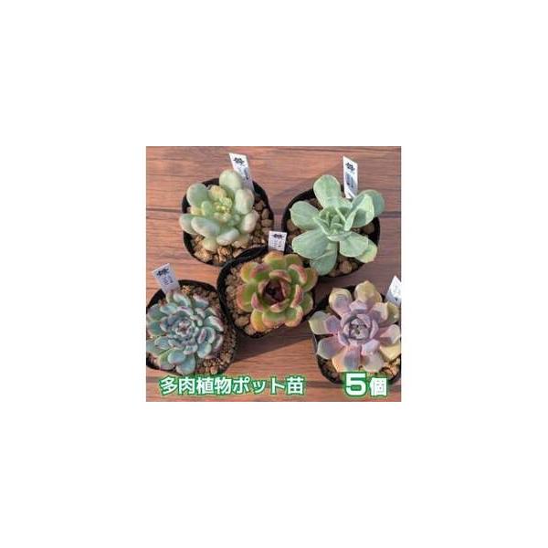 ■ 容量　7.5cmポット×５〜６cmの一頭苗を５個入り　エケベリア属を中心にその時期の育成状況に応じた最良の苗を選別した構成内容とします。■ 配送について　9月1日から6月30日まで発送しております。　タイプ：【常温】