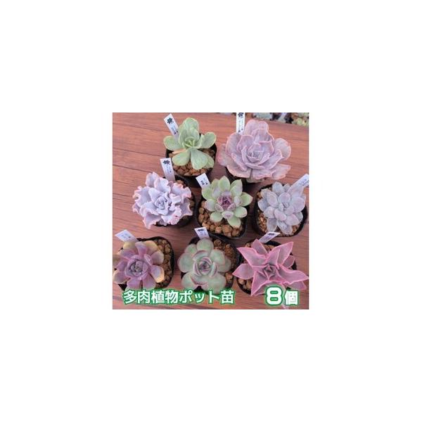 ■ 容量　7.5cmポット×５〜６cmの一頭苗を８個入り　エケベリア属を中心にその時期の育成状況に応じた最良の苗を選別した構成内容とします。■ 配送について　9月1日から6月30日まで発送しております。　タイプ：【常温】