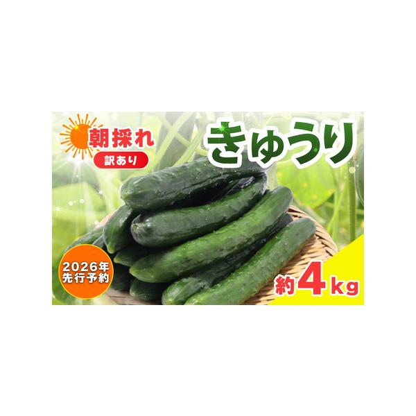 ■ 容量　約4kg（1袋）■ 配送について　2026/05/21-2026/11/20　■天候によって発送開始時期が前後する場合がございます。　※沖縄、離島にはお届けできません。　※夏季(7-9月)は冷蔵、その他の時期は常温でお送りします。...