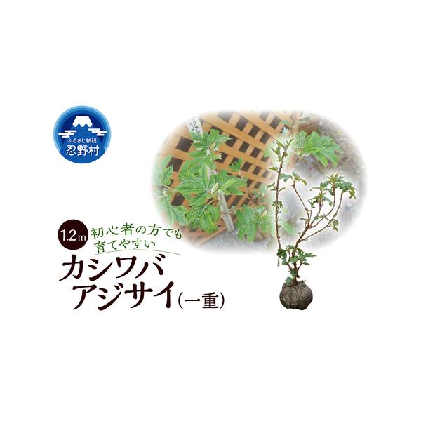 ふるさと納税カシワバアジサイ1.2mの魅力と育て方