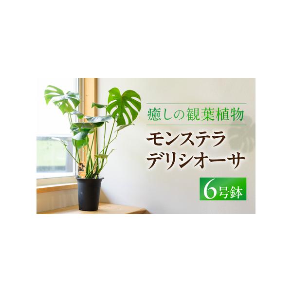 ■ 容量　モンテスラ デリシオーサ　６号鉢　1鉢■ 配送について　通年受付　発送期間：1月〜10月　生育状況によりお届けが遅延、早期終了する可能性がございます。　発送期間中はご依頼後１週間〜3週間程度で発送　　※沖縄、離島など一部、配送不可...