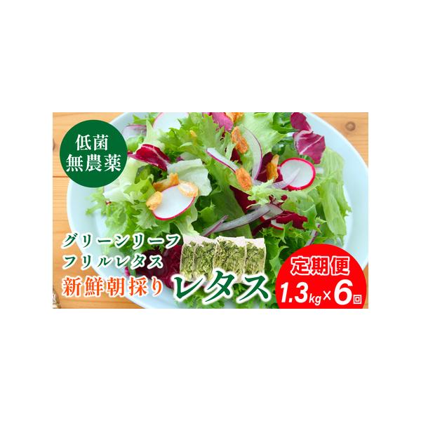 ■ 容量　下記を６回■１回分・グリーンリーフレタス　300g入×2袋・フリルレタス　350g入×2袋【原材料】野菜■ 配送について　ご寄付いただいた月の翌月から、毎月1日から10日の間に発送いたします。　タイプ：【冷蔵】【定期】