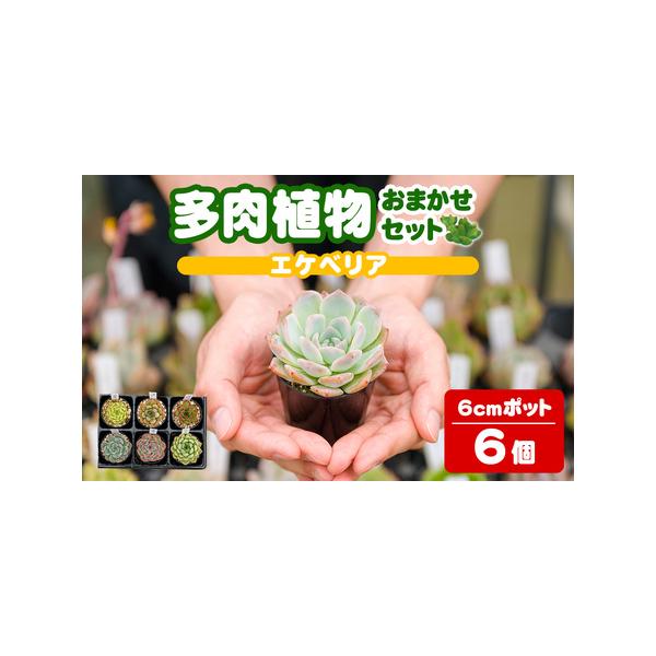 ふるさと納税 多肉植物 おまかせセット ＜6個＞ 6cmポット エケベリア アソート セット 観葉植物 インテリア 多肉 植物 ビザールプランツ 【ゆう.. 宮城県大和町