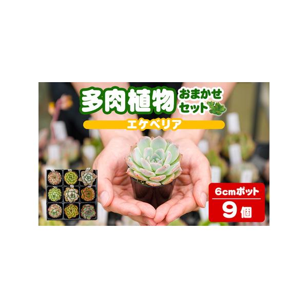 ふるさと納税 多肉植物 おまかせセット ＜9個＞ 6cmポット エケベリア アソート セット 観葉植物 インテリア 多肉 植物 ビザールプランツ 【ゆう.. 宮城県大和町