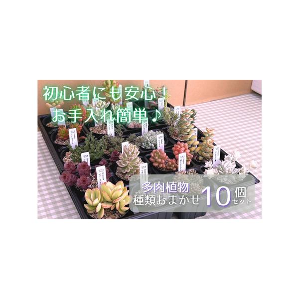 ■ 容量　10個（ポットの直径：6cm〜9cm）　※種類をお選びいただくことはできません。■ 配送について　10月〜5月にお申し込みの場合／寄付納入確認後、1ヶ月以内に発送します。　6月〜9月にお申し込みの場合／寄付納入確認後、10月より順...