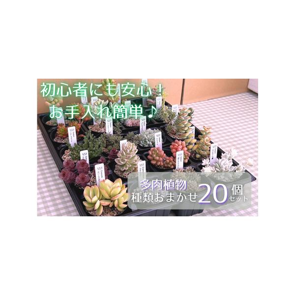 ■ 容量　20個（ポットの直径：6cm〜9cm）　※種類をお選びいただくことはできません。■ 配送について　10月〜5月にお申し込みの場合／寄付納入確認後、1ヶ月以内に発送します。　6月〜9月にお申し込みの場合／寄付納入確認後、10月より順...