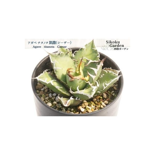 ■ 容量　アガベ・チタノタ「凱撒（シーザー）」 3.5号鉢■ 配送について　決済から14日前後で発送　タイプ：【常温】
