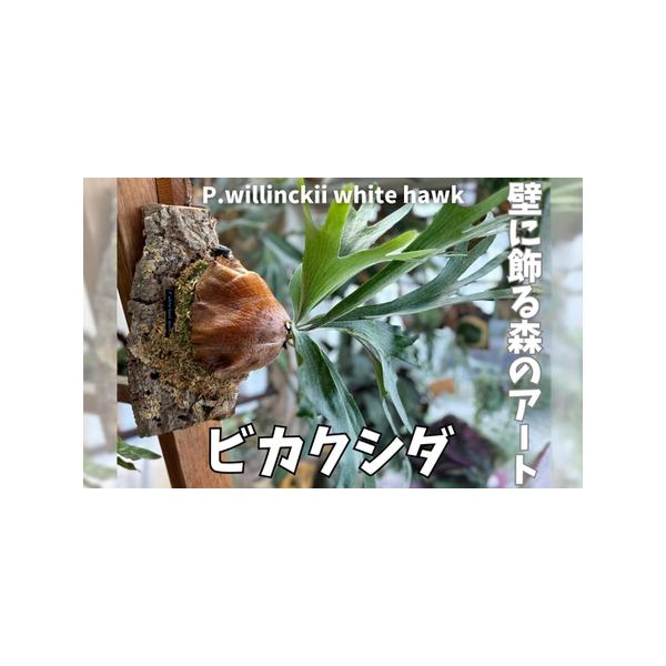 ■ 容量　【容量】　コルクサイズ3辺合計45cm〜55cmの中型株■ 配送について　※発送可能な期間 4月〜12月　※１１月１５日以降の受付分は、翌年の発送可能期間に発送となります。　※植物ですので受け取りは迅速にお願いいたします。　※受け...