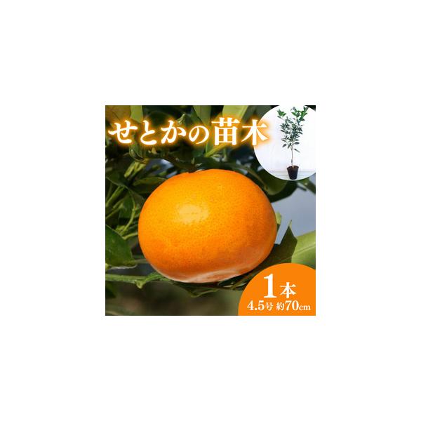 ■ 容量　内容量：柑橘類「せとか」苗木（4.5号ロングポット入り）×1　サイズ：高さ約70cm程度■ 配送について　2025年10月21日〜2026年4月30日出荷予定　※お花の生育状況により前後する可能性がございます。　※発送開始日前の発...