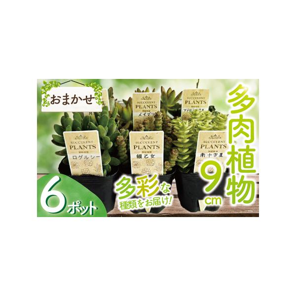 ■ 容量　多肉植物 9センチ おまかせ6個セット　　【種類】　ファンファーレ　月兎耳　ベニチョウチン　アロマティカス　胡蝶の舞　夕映え　レーマニー　マッコス　春萌　　ハティオラ・バンブソイデス　ラクトウ　ルビーネックレス　アーモンドネックレ...