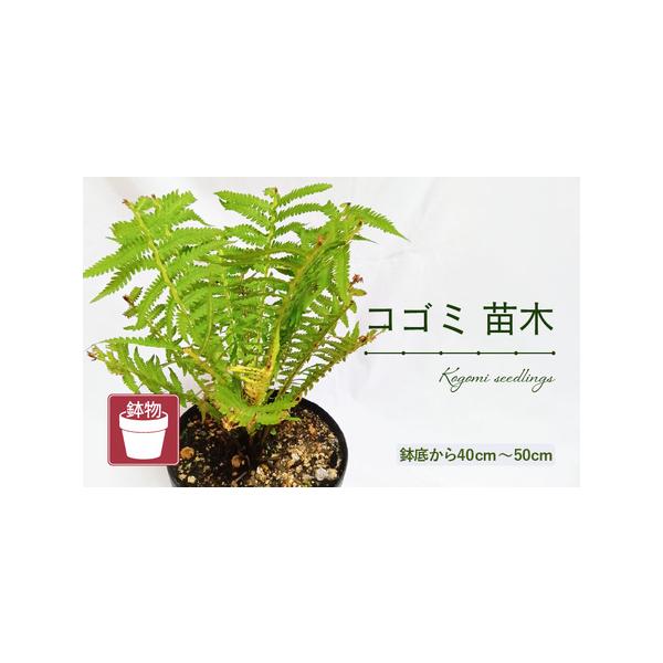 ■ 容量　■ 内容量等　コゴミ苗木 (鉢物)　鉢底から40cm〜50cm（夏場の水やりのため、上部をカットしてあります）　産地：福井県美浜町　■ 原材料　コゴミ　■ 本品に含まれるアレルギー表示28品目　なし　■ 備考　土が乾いていたらたっ...