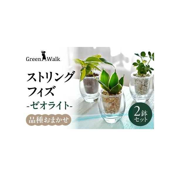 ■ 容量　ストリング フィズ ゼオライト植え 2鉢セット　器：W7×H8.1cm　材質(器)：ガラス■ 配送について　ご入金確認から2週間〜2カ月程度　※以下の期間、地域は発送不可となりますのでご了承ください。発送可となった時点で速やかにお...