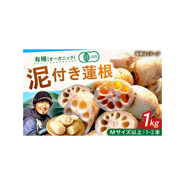 ■ 容量　蓮根：1kg（Mサイズ以上の蓮根1?2本）　【加工地】　佐賀県白石町福富　■ 配送について　2025年9月から2026年2月中旬にかけて、お申込み順に順次発送　タイプ：【冷蔵】