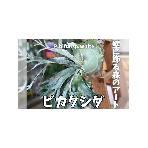 ■ 容量　【容量】　コルクサイズ3辺合計45cm〜55cmの中型株■ 配送について　発送可能な期間 4月〜12月　※１１月１５日以降の受付分は、翌年の発送可能期間に発送となります。　※植物ですので受け取りは迅速にお願いいたします。　※受け取...