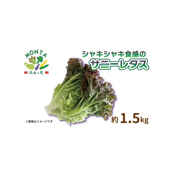 ■ 容量　サニーレタス約1.5kg（5〜7個）■ 配送について　入金確認後、2025年11月1日〜2026年4月30日に順次発送　※こちらの返礼品は、配送日付指定不可となっております。　タイプ：【冷蔵】