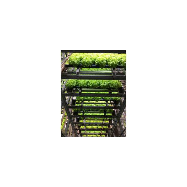 ■ 容量　フリルレタス・バタビアレタス　総個数：24　内訳：フリルレタス12、バタビアレタス12　【賞味期限】　賞味期限はございませんが商品の特性上　納品後、早めに御賞味願います。　（凡そ７日以内を目安として）■ 配送について　決済完了後、...