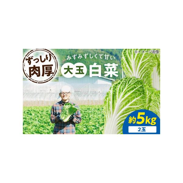 ■ 容量　内容量： 白菜3Lサイズ×2玉（約5kg）　産地： 愛媛県大洲市　生産者： ふじた農園　配送方法： 常温便（産地直送）■ 配送について　※返品・返金・再送はお受けできません　タイプ：【常温】