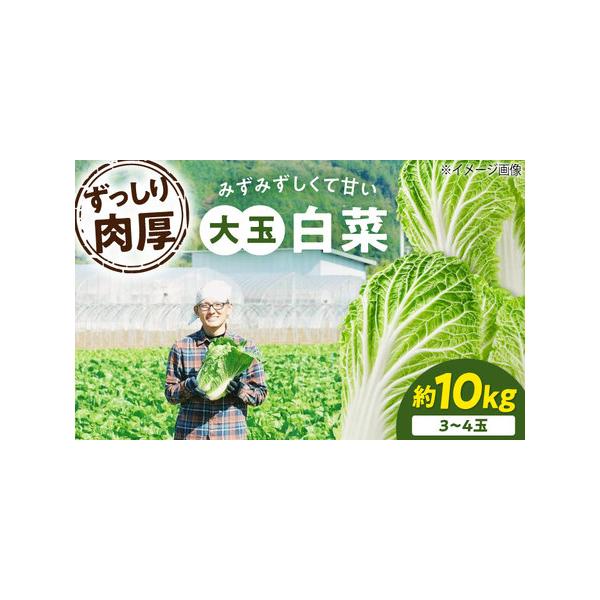 ■ 容量　内容量： 白菜　3Lサイズ×3?4玉（約10kg）　産地： 愛媛県大洲市　生産者： ふじた農園　配送方法： 常温便（産地直送）■ 配送について　※返品・返金・再送はお受けできません　タイプ：【常温】