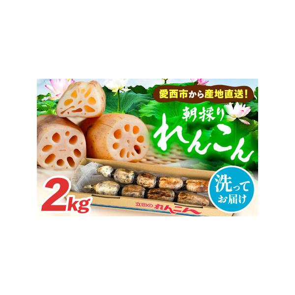 ■ 容量　■洗いレンコン 2kg■ 配送について　毎年10月から翌年3月頃に順次発送いたします。　■期間中のお申し込み：ご入金確認後、2週間前後で順次発送。　■期間外のお申し込み：次期発送開始（10月頃）より順次発送。　　※お申し込み順の発...