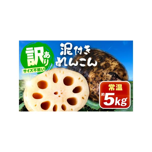 ■ 容量　■泥付きれんこん 約5kg■ 配送について　ご入金後、2週間以内に発送致します。　　※注意事項※　12/10までの寄附：年内発送致します。　12/11以降の寄附：年明けから発送します。　タイプ：【常温】
