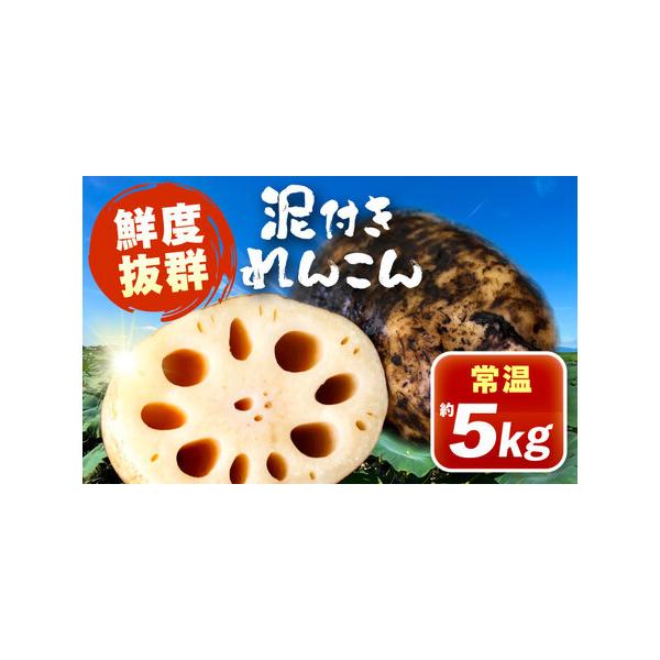 ■ 容量　■泥付きれんこん 約5kg（4-6本）■ 配送について　ご入金後、2週間以内に発送致します。　　※注意事項※　12/10までの寄附：年内発送致します。　12/11以降の寄附：年明けから発送します。　タイプ：【常温】