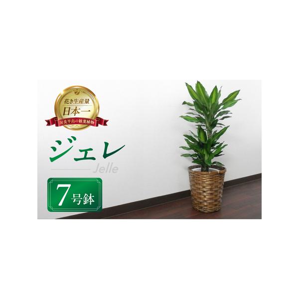 ■ 容量　ジェレ　7号鉢　１鉢 H70cm前後×W30cm前後（バスケット・受け皿）■ 配送について　この商品は、令和7年11月からの発送となります。　11月以降は、お申込み後、2週間程度で発送いたします。　※沖縄、離島など一部、配送不可の...