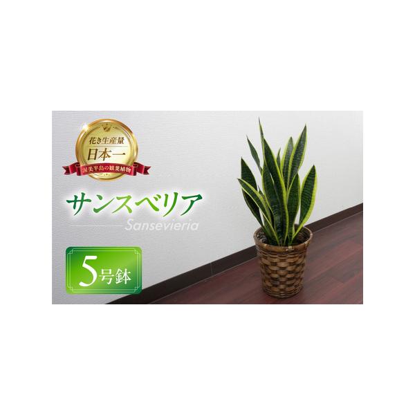 ■ 容量　サンスベリア 　5号鉢 1鉢 H45cm前後×W20cm前後（バスケット・受け皿） ■ 配送について　お申込みから2週間程度で発送　※沖縄、離島など一部、配送不可のエリアがございます。※　※生育状況により遅延する可能性がございます...