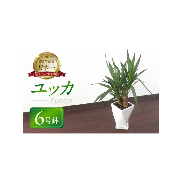 ■ 容量　ユッカ 　6号鉢　１鉢 H60cm前後×W25cm前後（陶器鉢・受け皿・バーク）■ 配送について　お申込み後、2週間程度で発送いたします。　※沖縄、離島など一部、配送不可のエリアがございます。※　※生育状況により遅延する可能性がご...