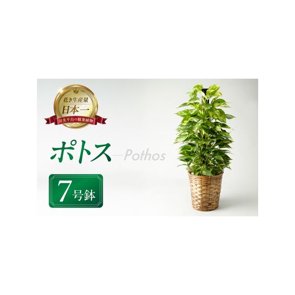 ■ 容量　ポトス ７号鉢　１鉢 H70cm前後×W30cm前後（バスケット・受け皿）■ 配送について　発送時期：3月中旬〜4月末　発送可能期間中はお申込み後、2週間程度で発送いたします。　※沖縄、離島など一部、配送不可のエリアがございます。...