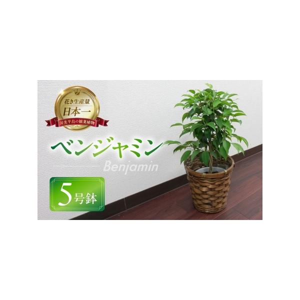 ■ 容量　ベンジャミン 　5号鉢 １鉢 H45cm前後×W20cm前後（バスケット・受け皿）■ 配送について　お申込み後、2週間程度で発送いたします。　※沖縄、離島など一部、配送不可のエリアがございます。※　※生育状況により遅延する可能性が...