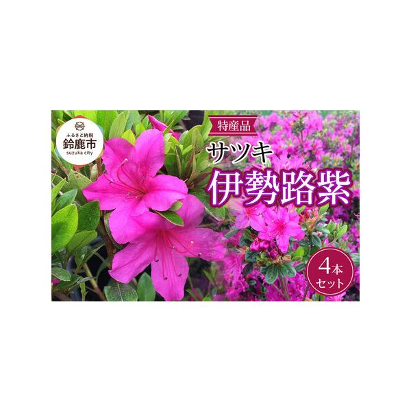 ■ 容量　■お礼品の内容について　・サツキ　伊勢路紫[4本]　原産地:三重県鈴鹿市/製造地:三重県鈴鹿市/加工地:三重県鈴鹿市　■生産者の声　三重県鈴鹿市の特産品、ツツジ類を丹精込めて育成してます。　国内でのツツジ類生産のおおよそ8割が、三...