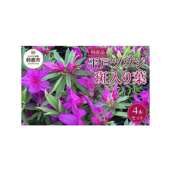 ■ 容量　■お礼品の内容について　・平戸ツツジ　斑入り葉[4本]　原産地:三重県鈴鹿市/製造地:三重県鈴鹿市/加工地:三重県鈴鹿市　■生産者の声　三重県鈴鹿市の特産品、ツツジ類を丹精込めて育成してます。　国内でのツツジ類生産のおおよそ8割が...