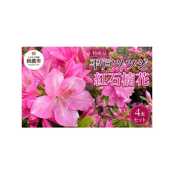 ■ 容量　■お礼品の内容について　・平戸ツツジ　紅石楠花[4本]　原産地:三重県鈴鹿市/製造地:三重県鈴鹿市/加工地:三重県鈴鹿市　■生産者の声　三重県鈴鹿市の特産品、ツツジ類を丹精込めて育成してます。　国内でのツツジ類生産のおおよそ8割が...