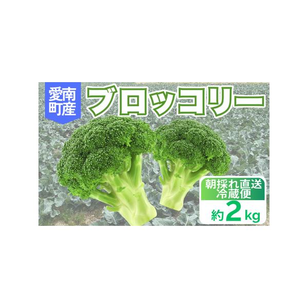 ■ 容量　ブロッコリー 約2kg　タイプ：【冷蔵】【ギフト】