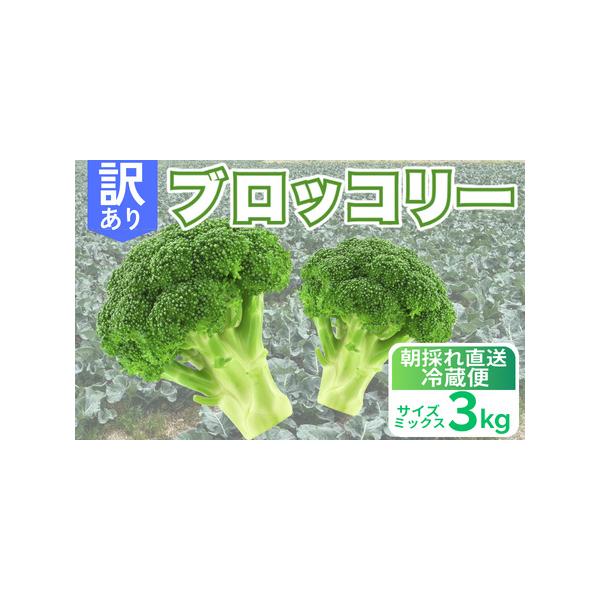 ■ 容量　訳あり ブロッコリー 約3kg　タイプ：【冷蔵】【ギフト】