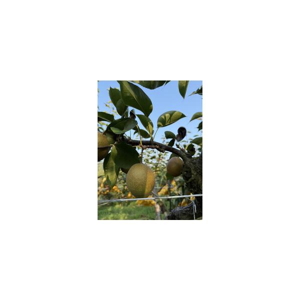 ■ 容量　鳥取県産”王秋梨” 約5kg （7〜15玉）　【賞味期限】　賞味期限：できるだけお早めにお召し上がりください。　保存方法：高温多湿を避け、直射日光の当たらない場所で保存してください。■ 配送について　11月中旬〜※育成状況により出...