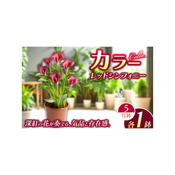 ■ 容量　1鉢■ 配送について　4月下旬から5月上旬頃に発送いたします。　※こちらの返礼品は北海道・九州・沖縄・離島にはお届けできません。　タイプ：【常温】